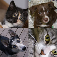 Intermountain Humane Society Pet Collage